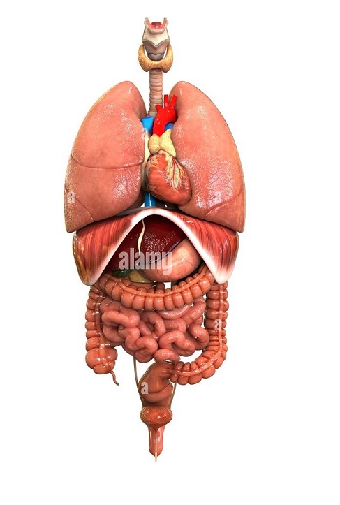 visión anatómica de los órganos internos que albergan el tórax y el abdomen